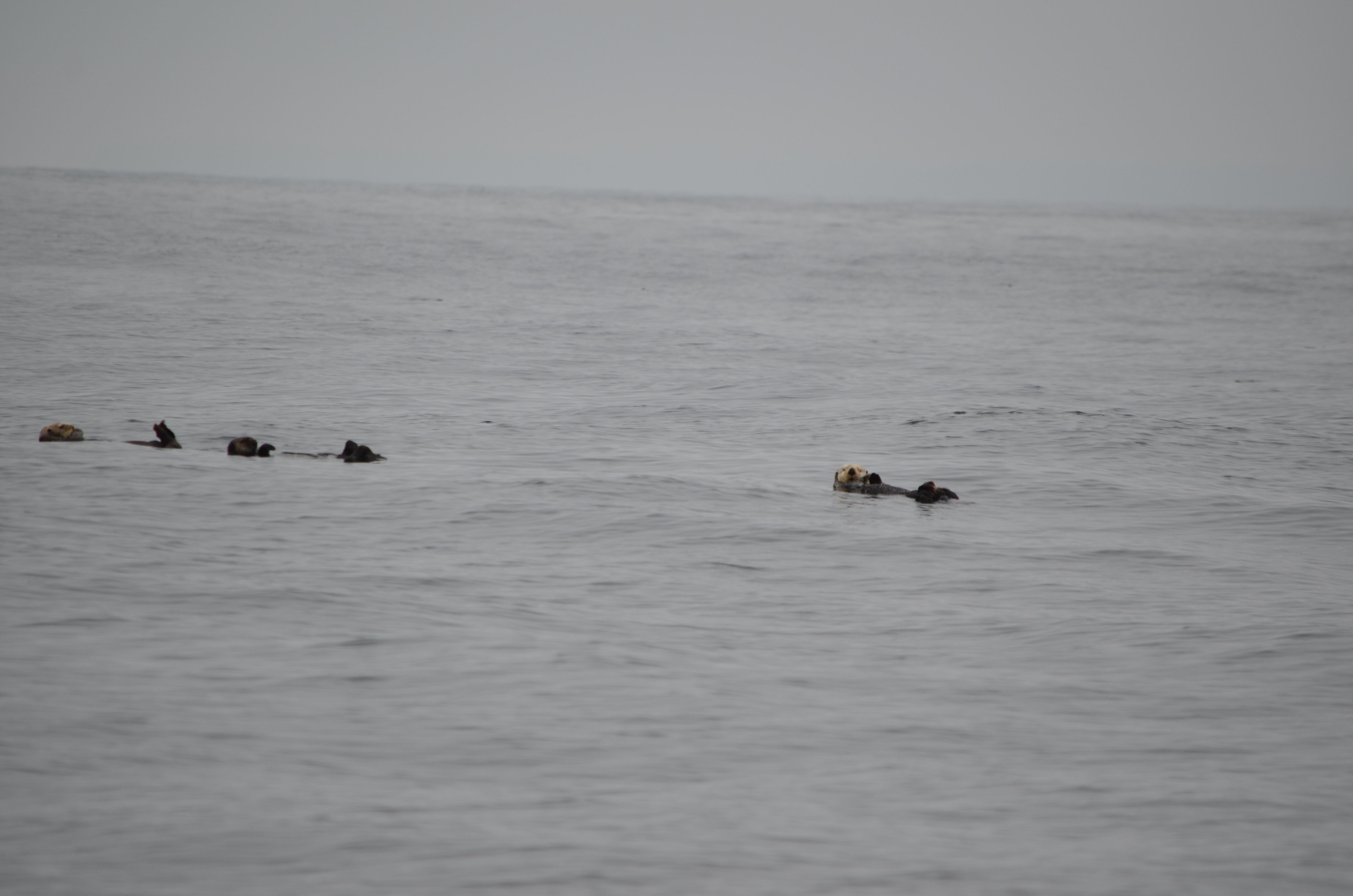 photos/wildlife/Mammal_Species/Sea Otter/DSC_0367.JPG